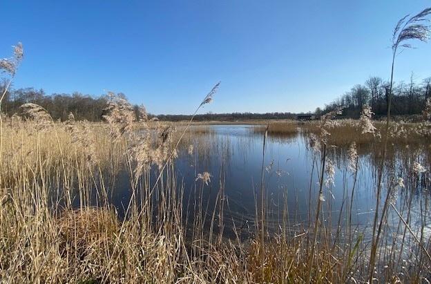 Wetland at Sculthorpe Moor Nature Reserve