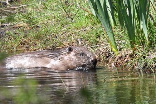 FemaleBeaver