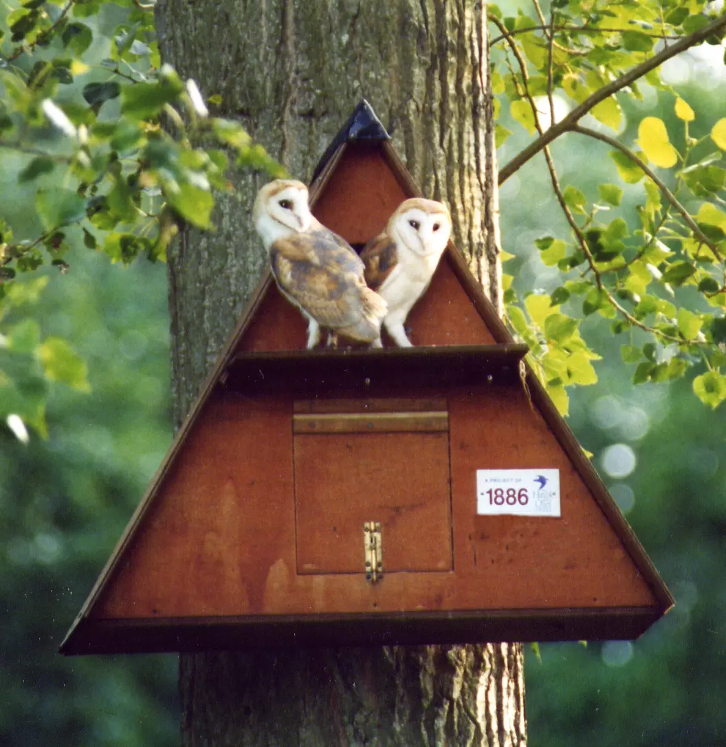 barn owls2