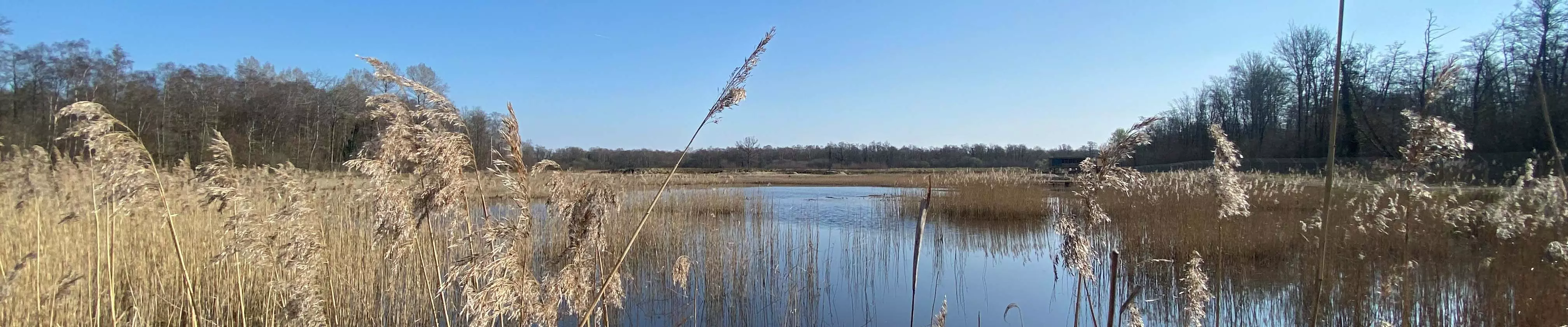 Beavers and Biodiversity Gain Project